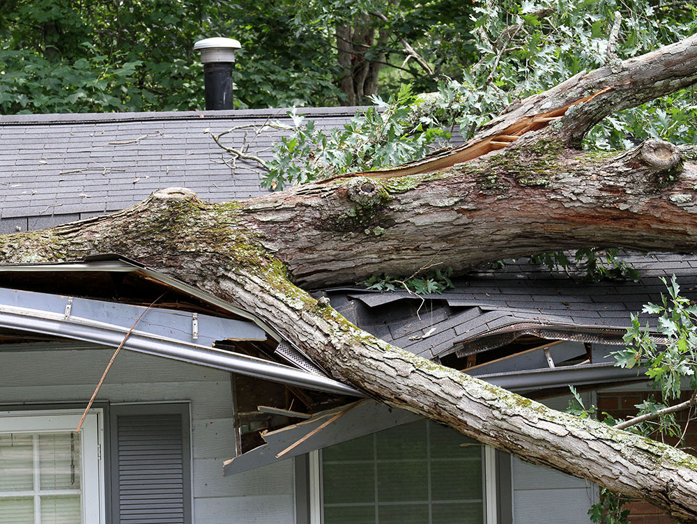 fallen tree on damaged home roof